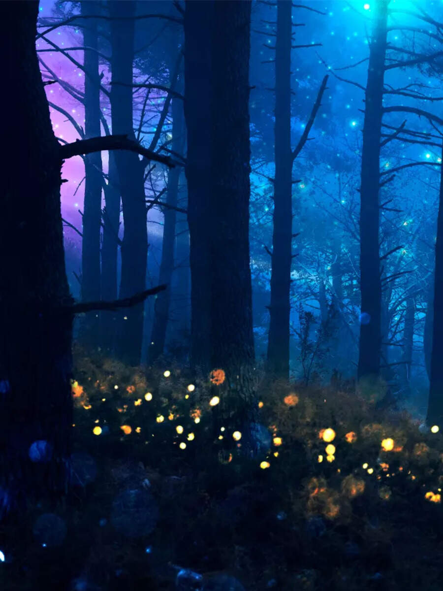 10 plants that glow in the dark TOIPhotogallery