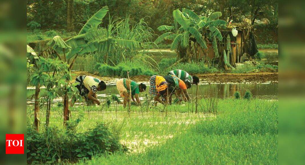 Late sowing leads to 3-week delay in paddy harvest | Goa News - Times ...