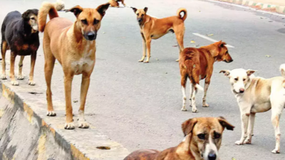 Delhi: Dog bites girl during sterilisation drive | Delhi News - Times ...