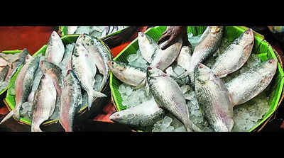 Tripura to import 150 MT hilsa from B’desh in festive season