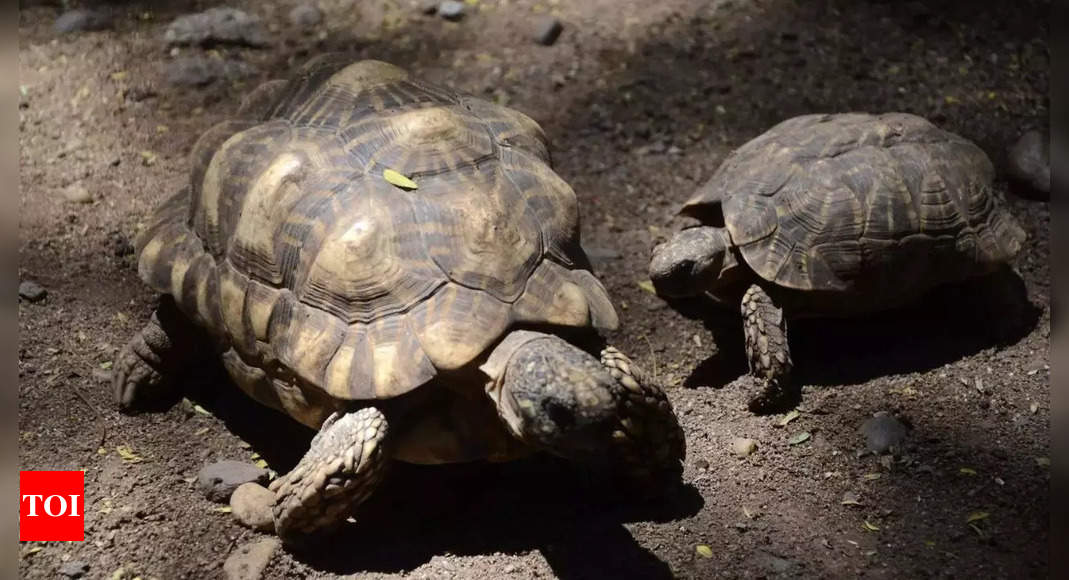 Wildlife Officials: Biologists in slow and steady race to help North America’s largest and rarest tortoise species