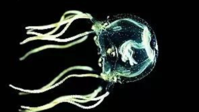 Brainless jellyfish wows scientists with its ability to learn