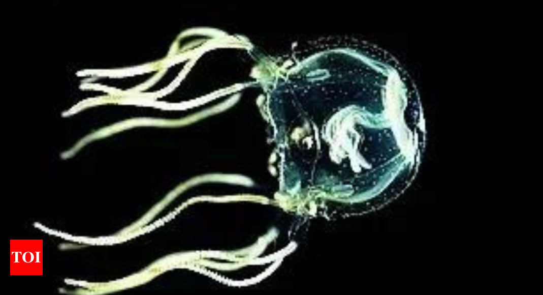 Box Jellyfish: The Surprising Learning Abilities of Brainless Creatures