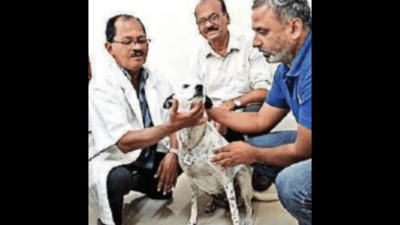 Unique geotagged IDs for stray dogs in Bengaluru