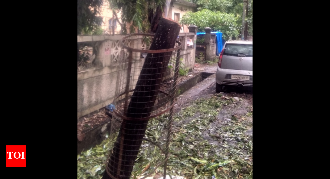 Mumbai: Tree fully chopped from trunk by civic workers in Powai ...