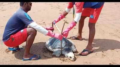 Goa is only state with public-pvt team to tackle marine stranding