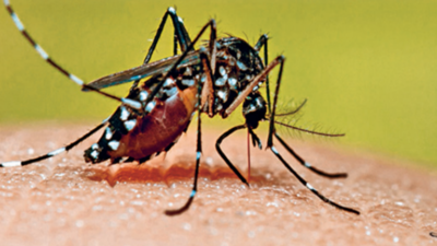 MCD hiding data on rise in dengue cases: BJP