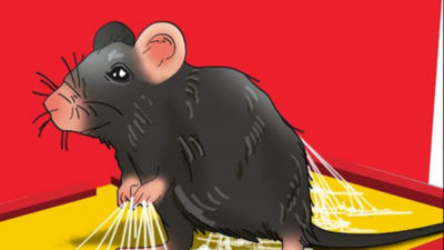 Maharashtra govt bans sale and use of cruel Glue Traps to catch rats