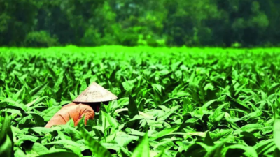 CSIR develops tobacco variety with 40-50% less nicotine