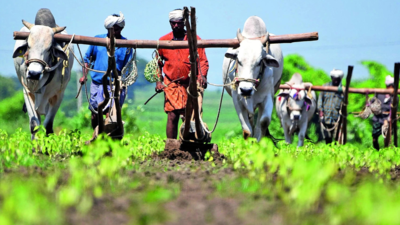 history of crop production in india essay