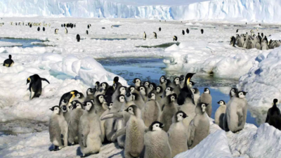 Antarctic sea ice hits lowest winter maximum on record: US data