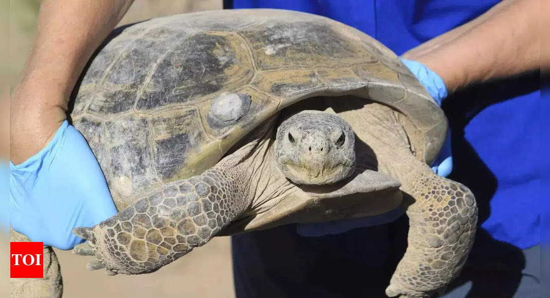 North America: Biologists in slow and steady race to help North America’s largest and rarest tortoise species