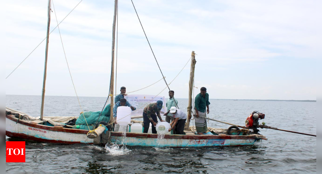 2.5 million green tiger shrimp seeds released in Palk Bay | Madurai ...