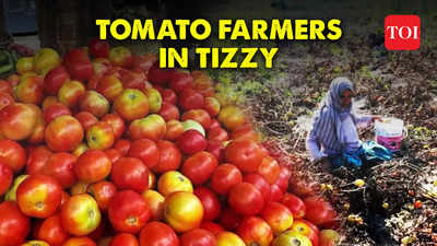 Maharashtra: Tomato price crash leaves farmers in despair, demand Minimum Support Price