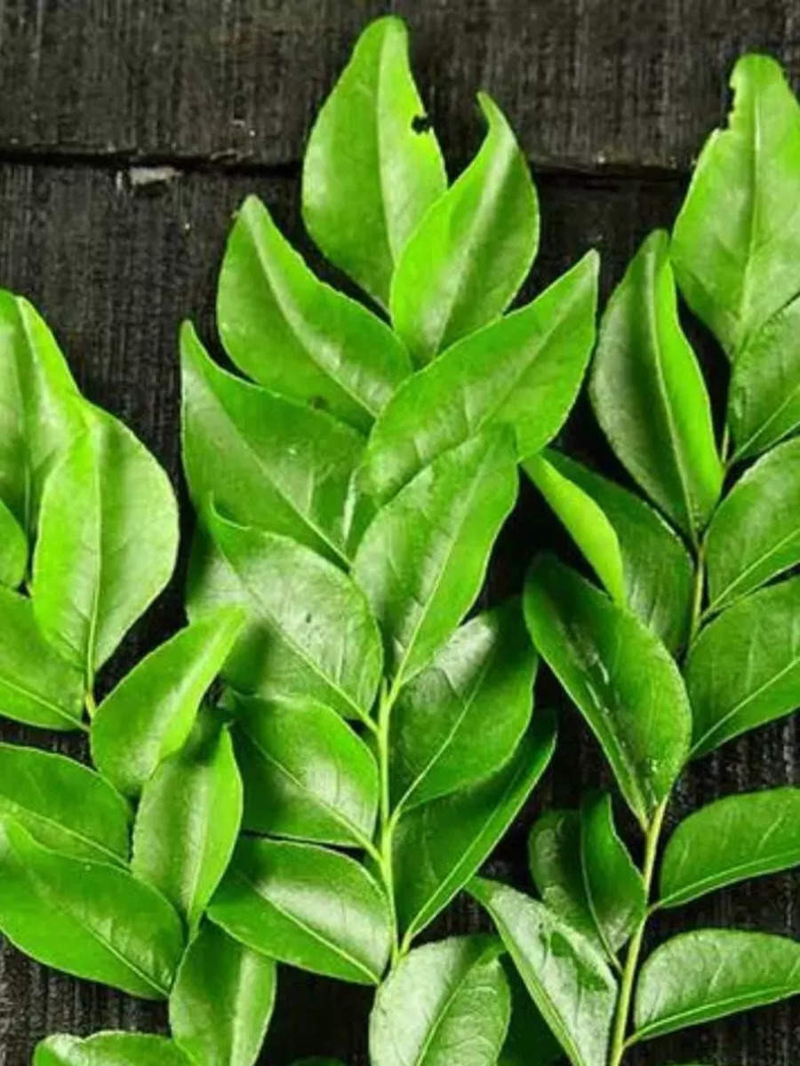 how-to-store-curry-leaves-times-now