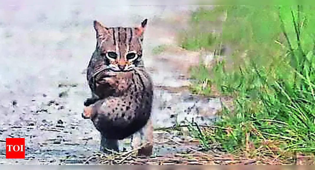 Rare Rusty-spotted Cat Seen In Keoladeo