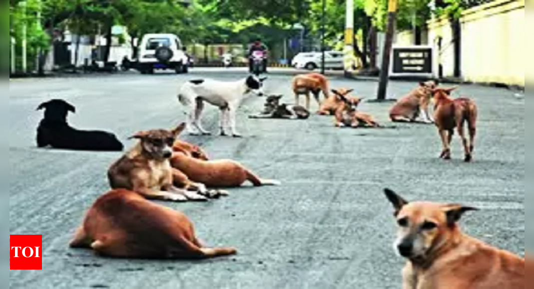 Unicef: Months After Ex-unicef Staffer Killed By Dogs, 39k Strays To Be ...