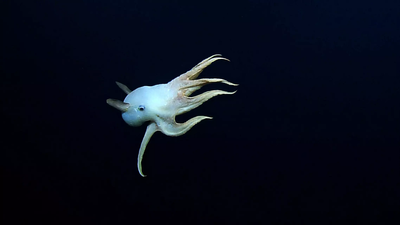 US scientists spot rare 'dumbo' octopus during deep-sea dive
