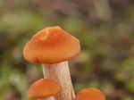 ​Wild Mushrooms ​