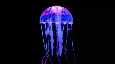 Brainless jellyfish shocks scientists, displays advanced learning skills