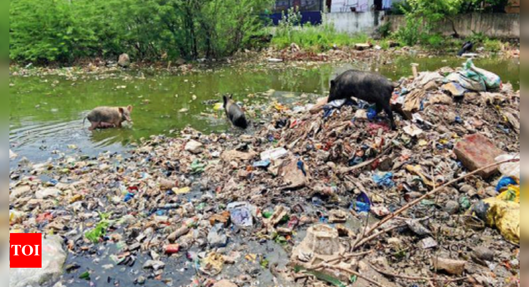 Septic tanks, drains missing, sewage runs on city streets | Chennai News