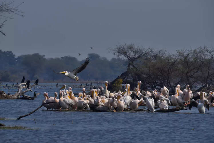 Mount Abu Wildlife Sanctuary
