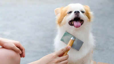 Dog brushes: Best options to keep the fur clean & groomed