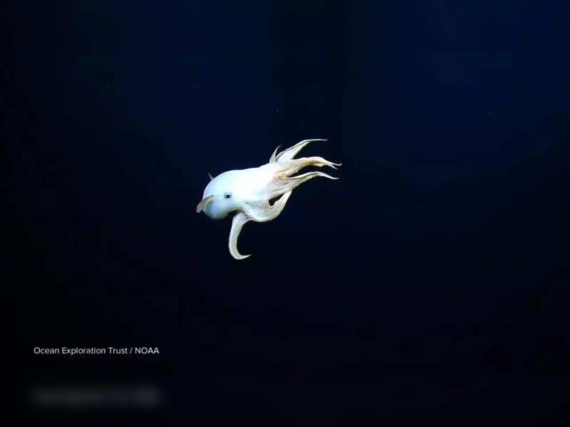 Rare "Dumbo" octopus spotted during deep-sea exploration
