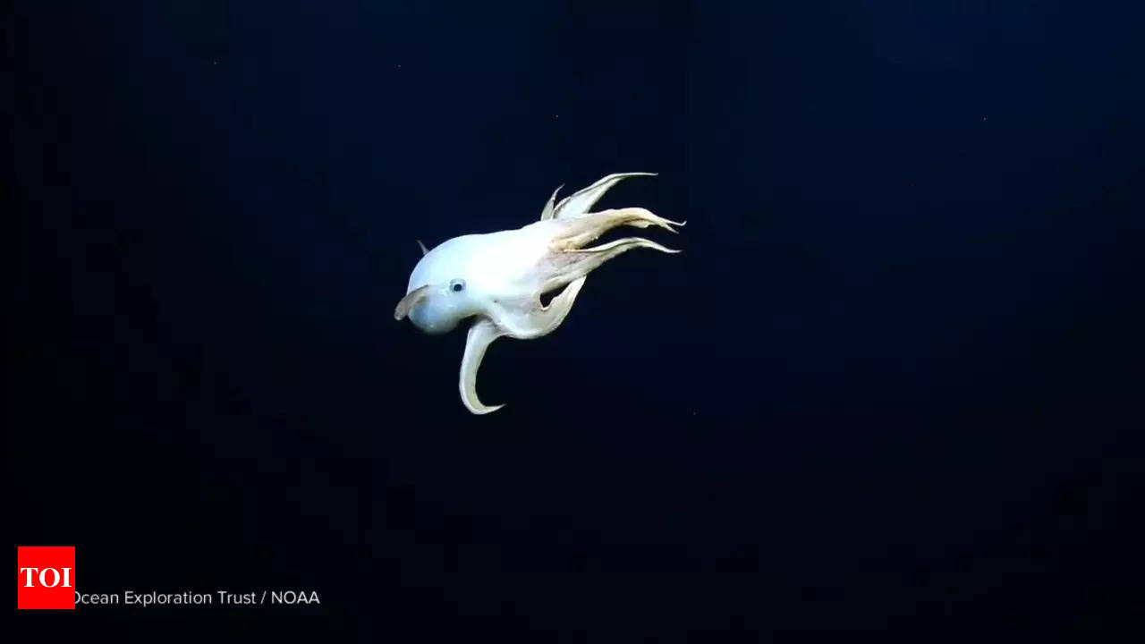Rare Dumbo octopus spotted during deep-sea exploration - Times of India