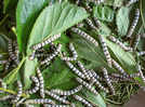 Silkworms infused with spider DNA offer a sustainable solution to the fibre problem