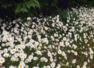 Spot the dog among the daisy flowers
