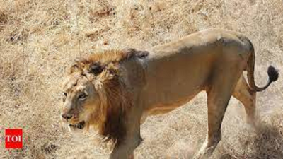 Lion safari is back at Vandalur zoo, on AC bus