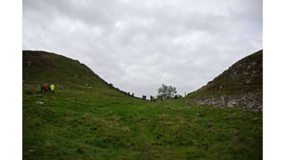 A famous Sycamore Gap tree, featured in many Hollywood movies, chopped down by a teenager
