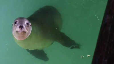Sea lion escapes zoo enclosure amid New York floods