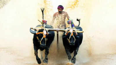 Kambala buffaloes from Dakshina Kannada to travel to Bengaluru