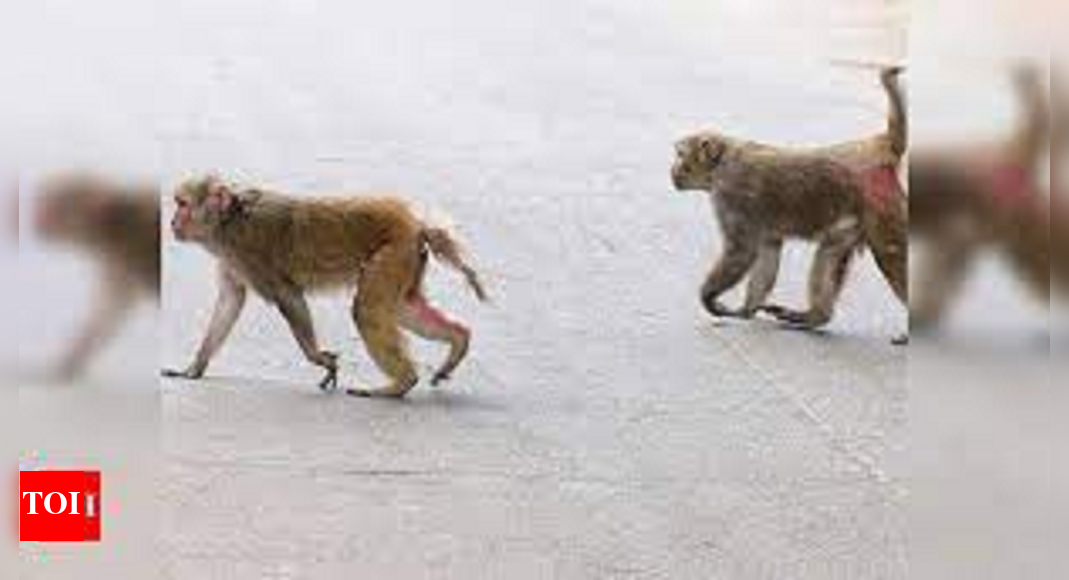 Monkeys raid Chandivli homes, open fridges & wolf down food | Mumbai ...