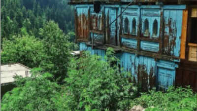 Himachal eyes pot of gold under grass