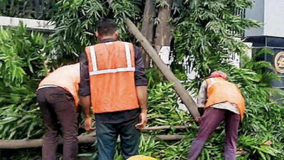 PMC ‘breaks promise’, fells trees along Ganeshkhind Road