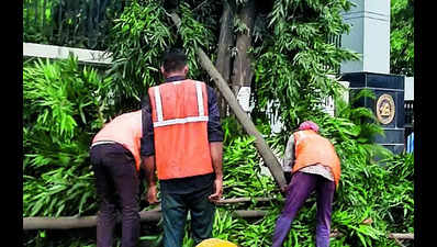 PMC ‘breaks promise’, fells trees along Ganeshkhind Rd