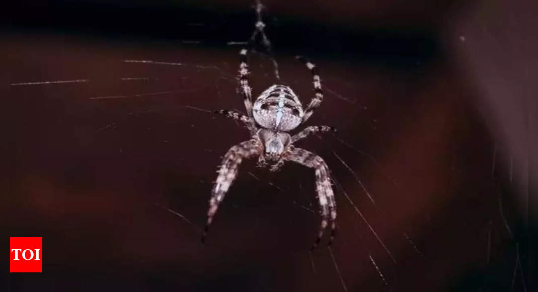 Araña: El fósil de una antigua araña trampilla gigante revela la selva tropical perdida de Australia