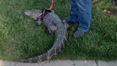 Phillies fan brings emotional support alligator to ballpark, denied ...