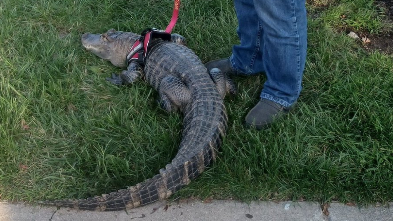 Phillies fan brings emotional support alligator to ballpark