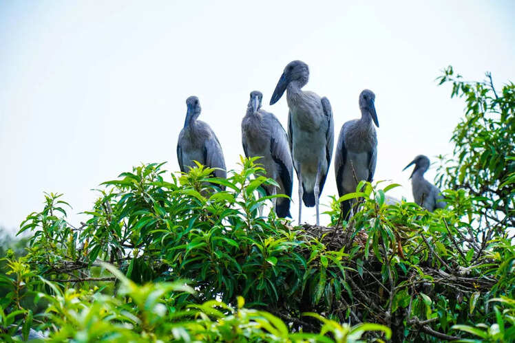 Kokkrebellur Bird Sanctuary, Karnataka