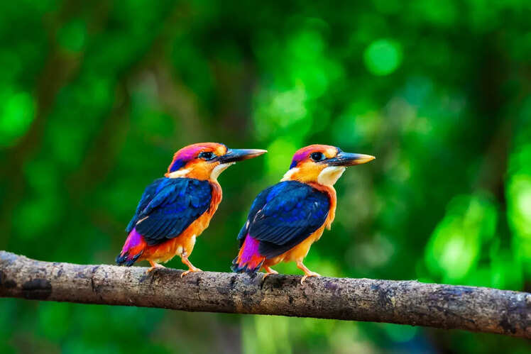 Satpura Tiger Reserve, Madhya Pradesh