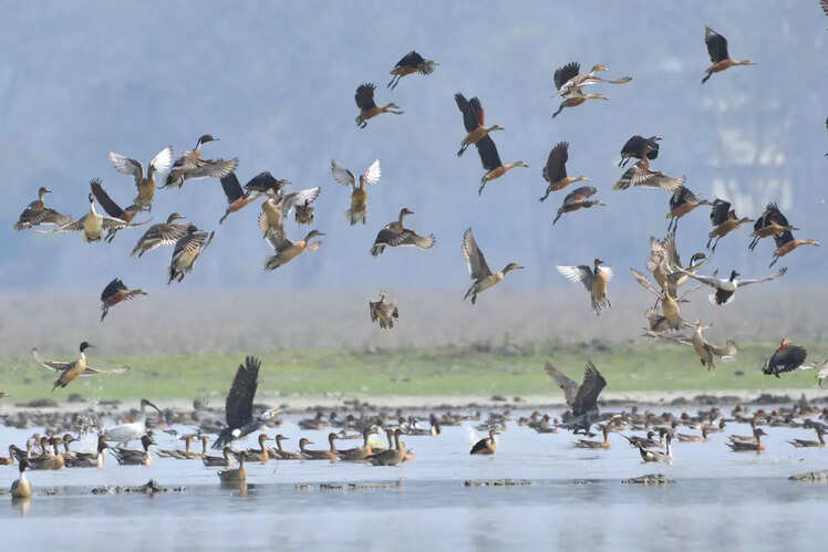 Jawai Bandh, Rajasthan