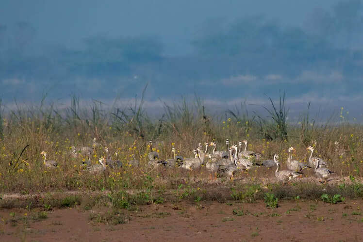Nagzira Wildlife Sanctuary, Maharashtra