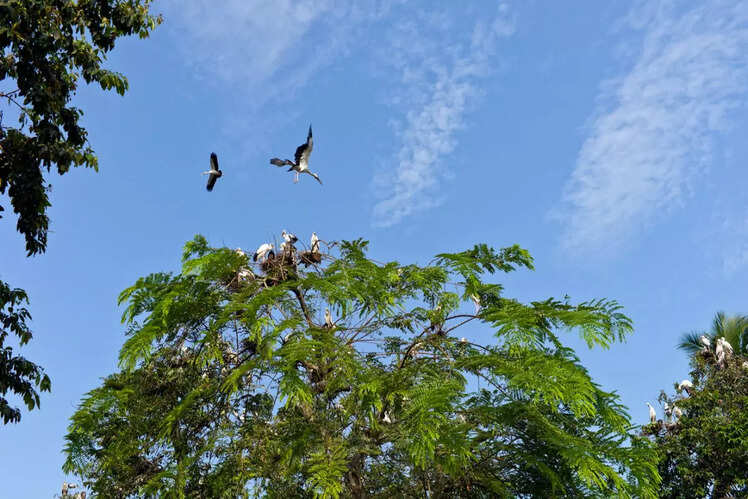 Majuli Island, Assam