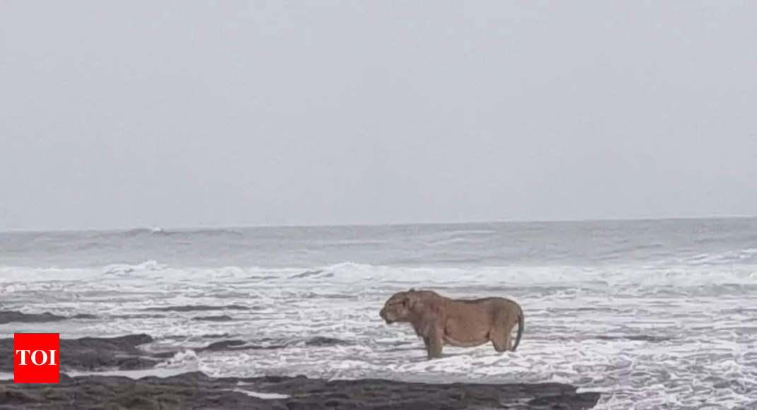 A scene out of 'Narnia': Picture of Asiatic lion's seaside serenity in  Gujarat goes viral - Times of India