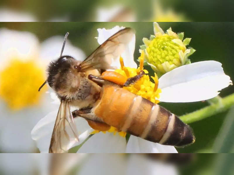 Bees have now developed night vision, research finds