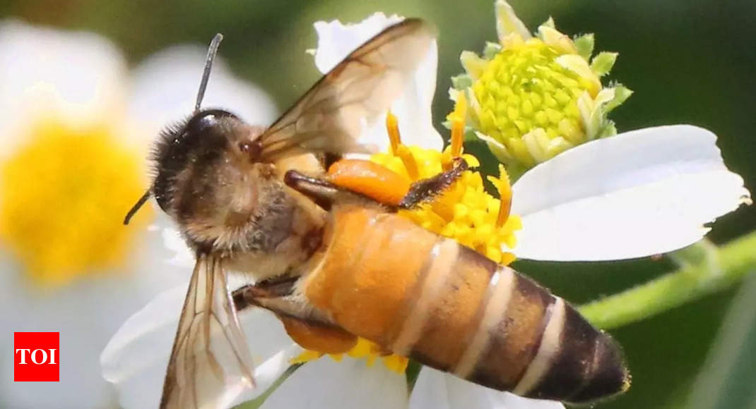 Bees have now developed night vision, research finds